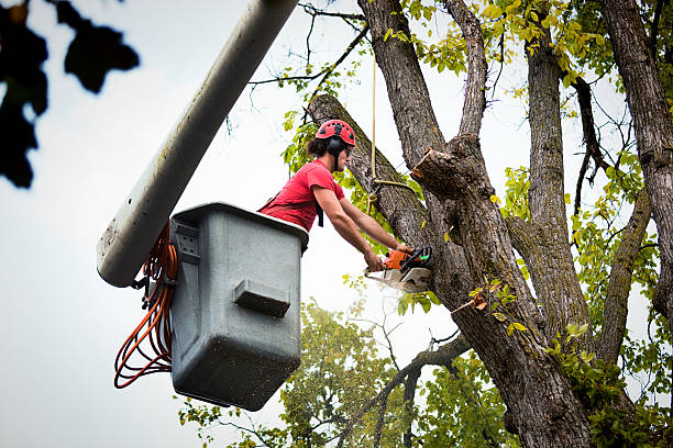 How Our Tree Care Process Works  in Burgin, KY